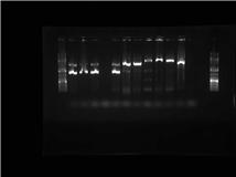 08.24.2010 PCR gel.jpg