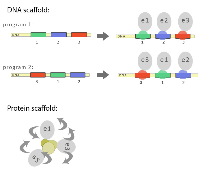Schematic representation of advantages of DNA-guided biosynthetic scaffold. DNA imparts the linear order, while protein/polypeptide based scaffold predominantly clusters the biosynthetic enzymes without of particular order. 