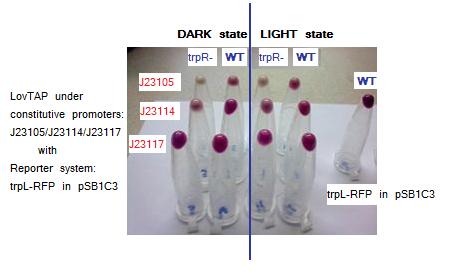 Testing LovTAP with our trpL+RFP reporter system in plasmid pSB1C3. The figure shows the pellets obtained from the cellular cultures. The non aligned tube at the left is a sample of WT cells harboring only our trpL+RFP construction.