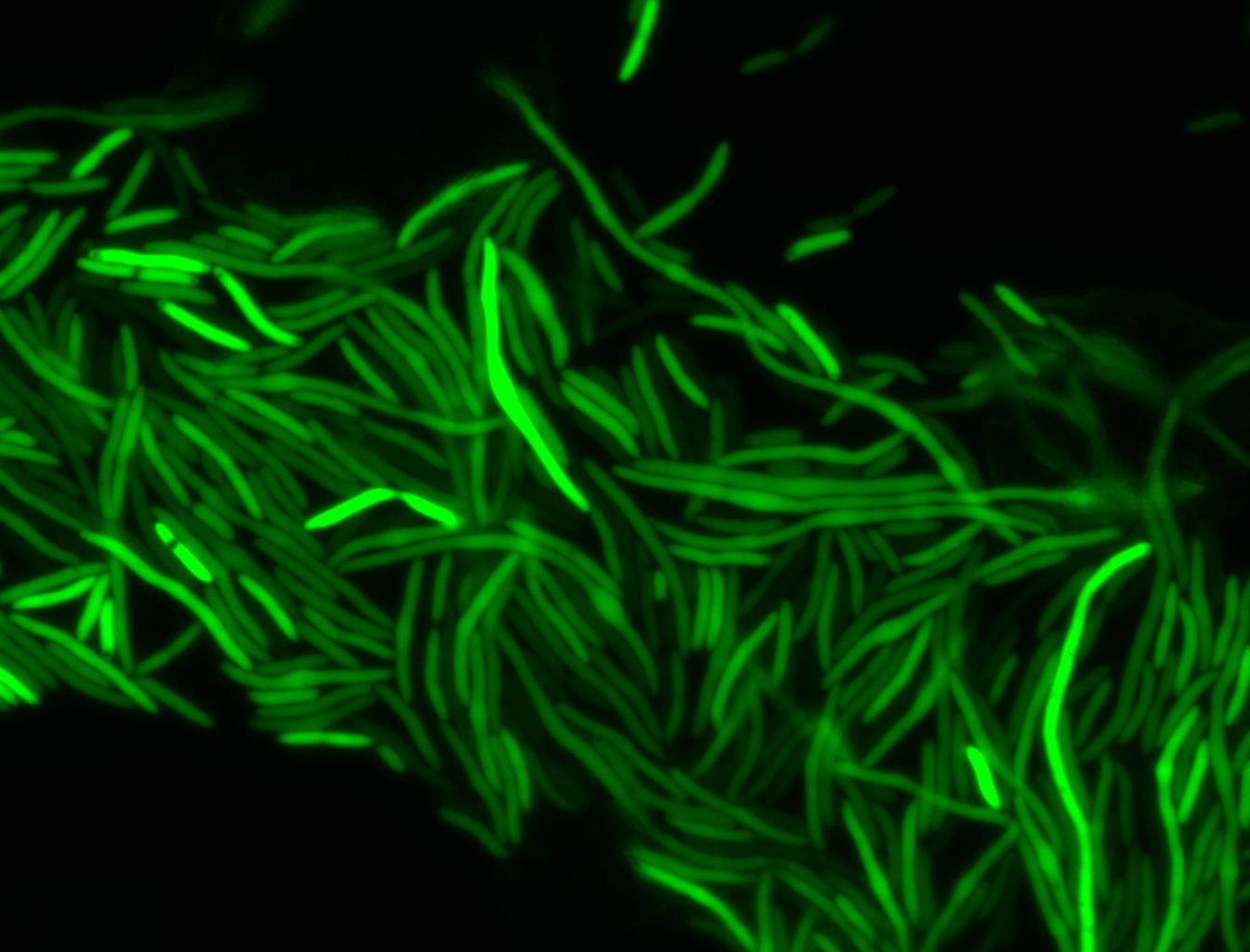 T10 HSP-GFP 27(FITC).jpg