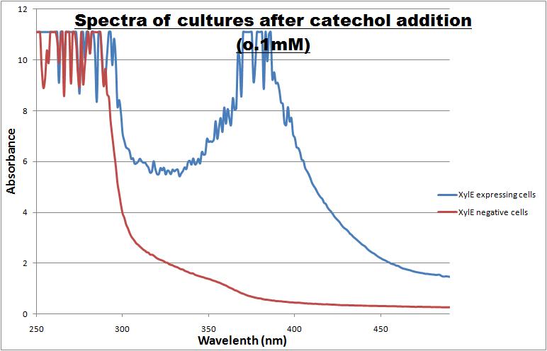 Spectra of cultures of cells -ve and +ve on XylE gene. Note the broad peak in the spectra of Xyle transformed cells, which is centered around 380nm.