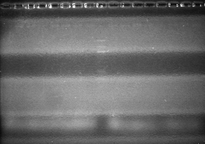 Lethbridge 100826 xylE PCR Fix.jpg