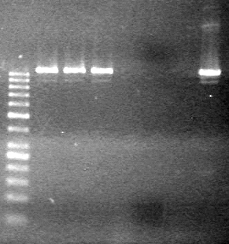 Lethbridge 100812 JV AS Colony PCR Pfu.JPG