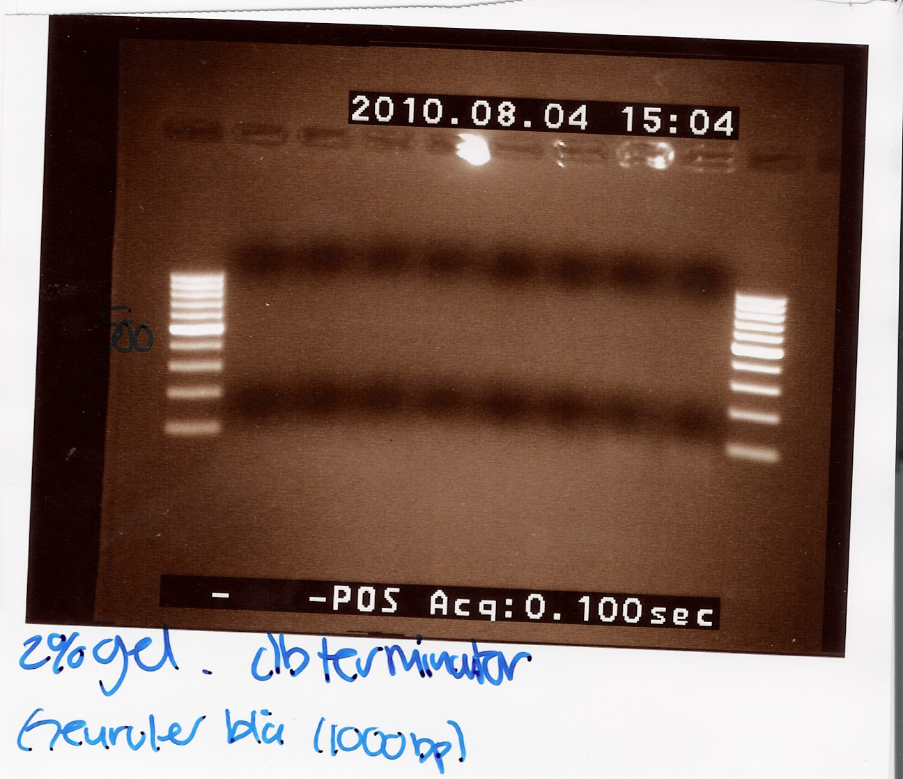 Team-SDU Denmark Double terminator col. PCR.jpg