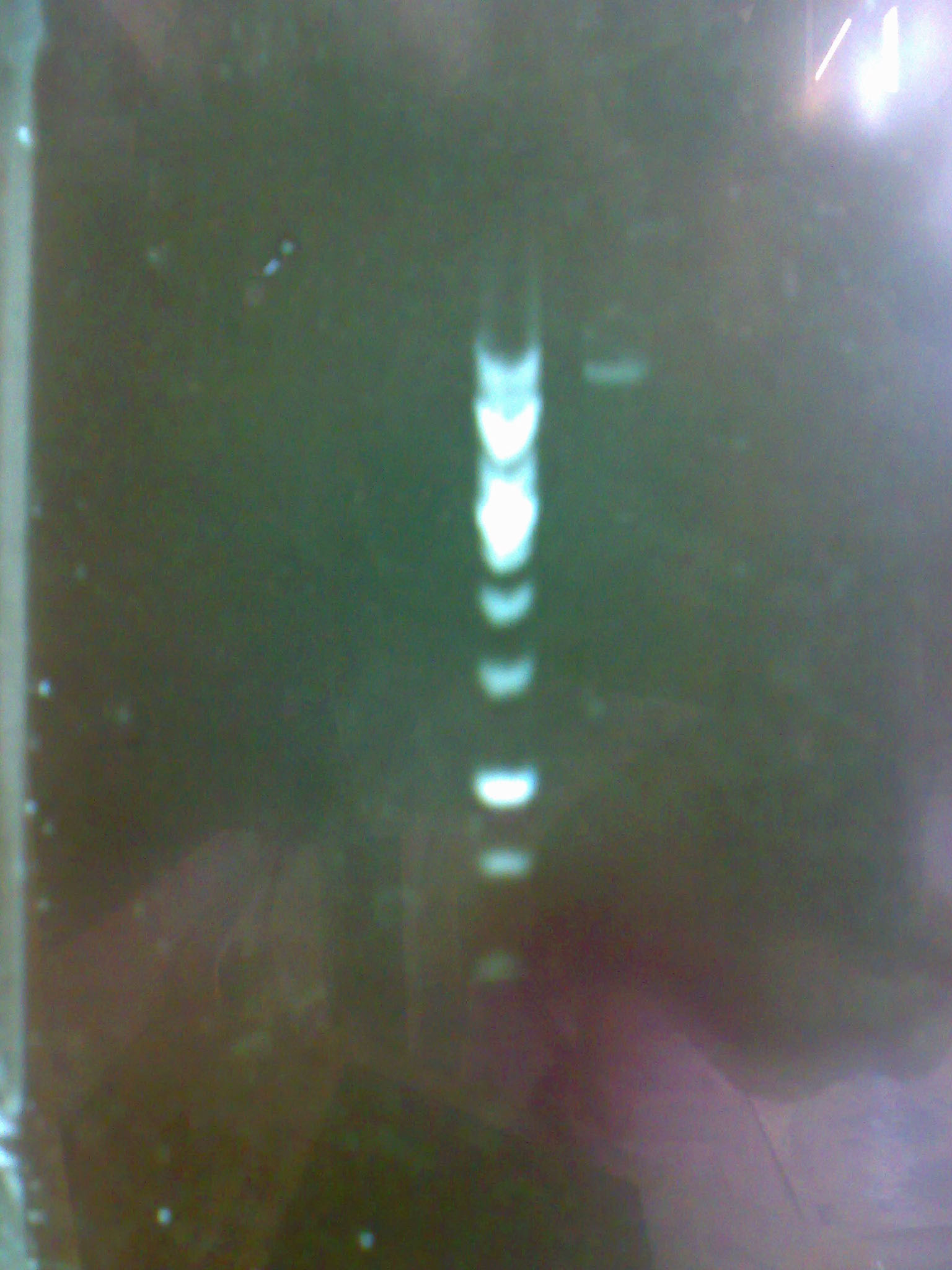 Electrophoresis of the purified pM2 plasmid.