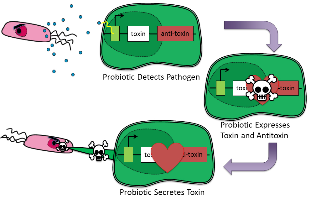 Engineered Probiotic Delivers a Toxin Specifically to Pathogens