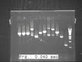 20100827 J1-J3 c-PCR 20100826 2 thumb.jpg