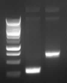 Agarose gel electrophoresis of (from left to right) PCR2a and PCR2b