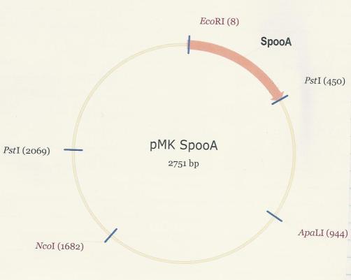 PMK-SpoOA -real.JPG