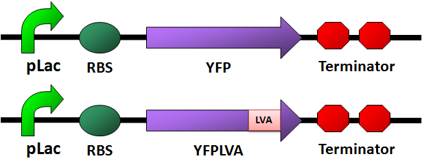 YFP&LVA.png
