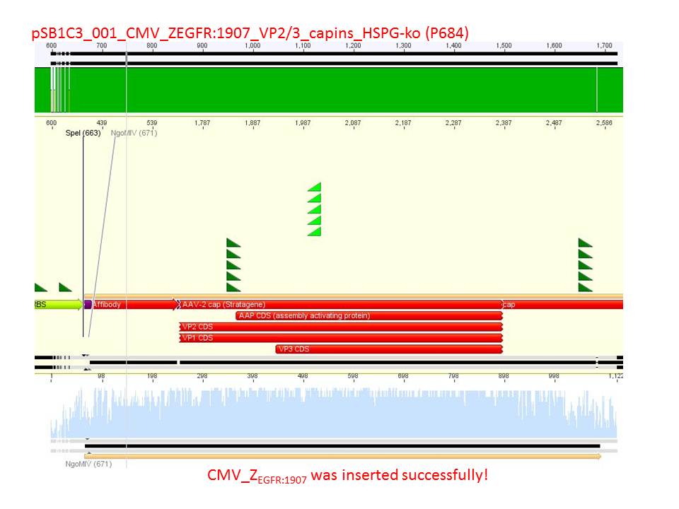 Freiburg10 sequencing pSB1C3 CMV Affibody VP2 3 CapIns HSPG-ko (P684).JPG