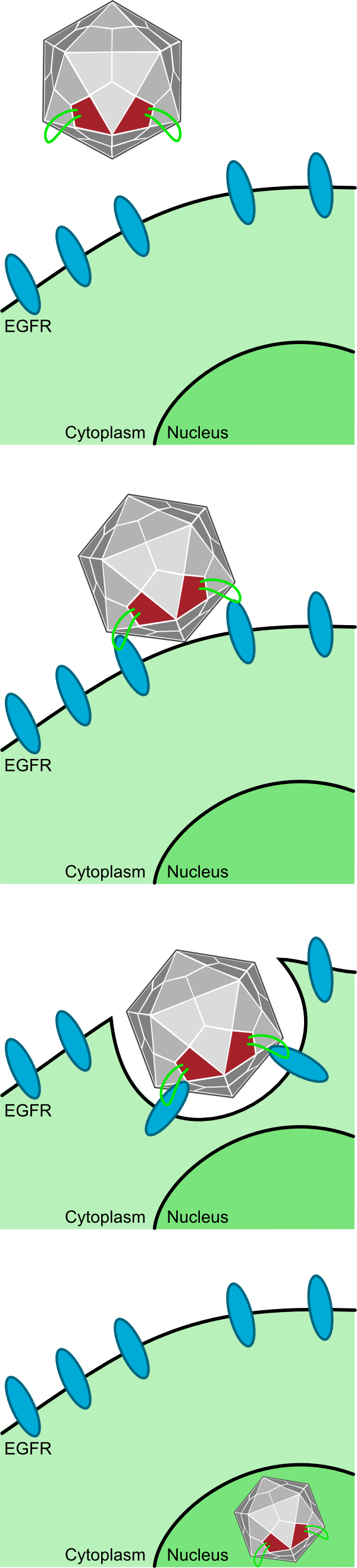 Freiburg10 Transduction overview.png
