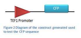 File:Construct generated to test CFP.jpg