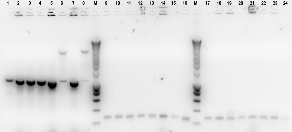 TU Delft Pi2 Colony PCR retry part 1.png
