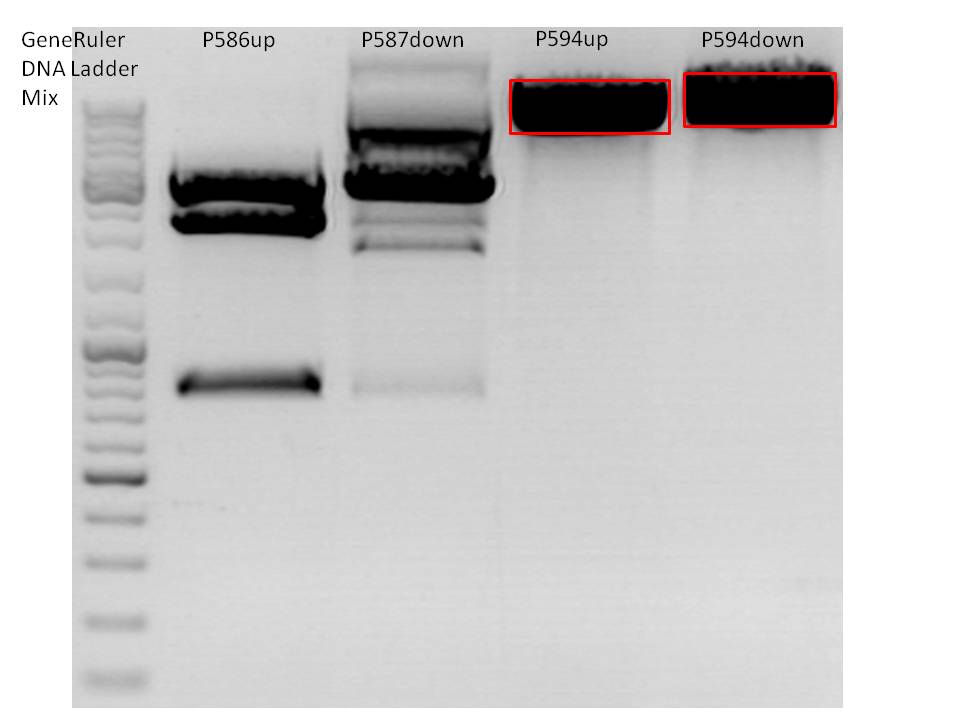 Freiburg10 digestion cloning P5tataless downstream RepSDMCap.jpg