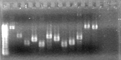 Lethbridge 100729 Registry Parts PCR KG.jpg