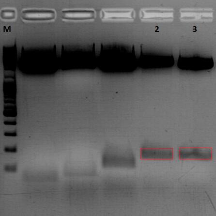 Freiburg10 Cloning of 587 KO Z34C into pSB1C3 CMV VP123 capins.jpg