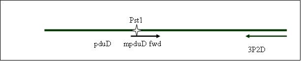 PCR1bP.jpg