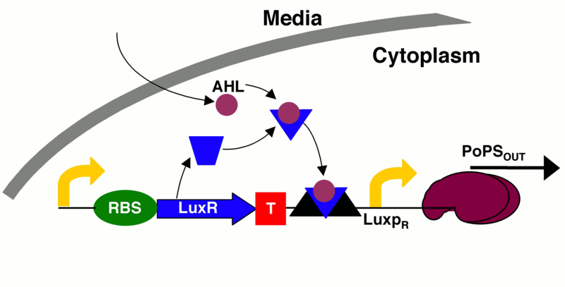 Schematic of lux operon regulation