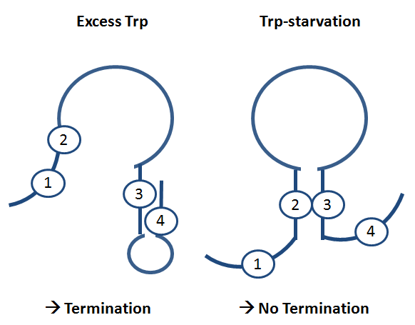 Principle of trp operon regulation in E. coli
