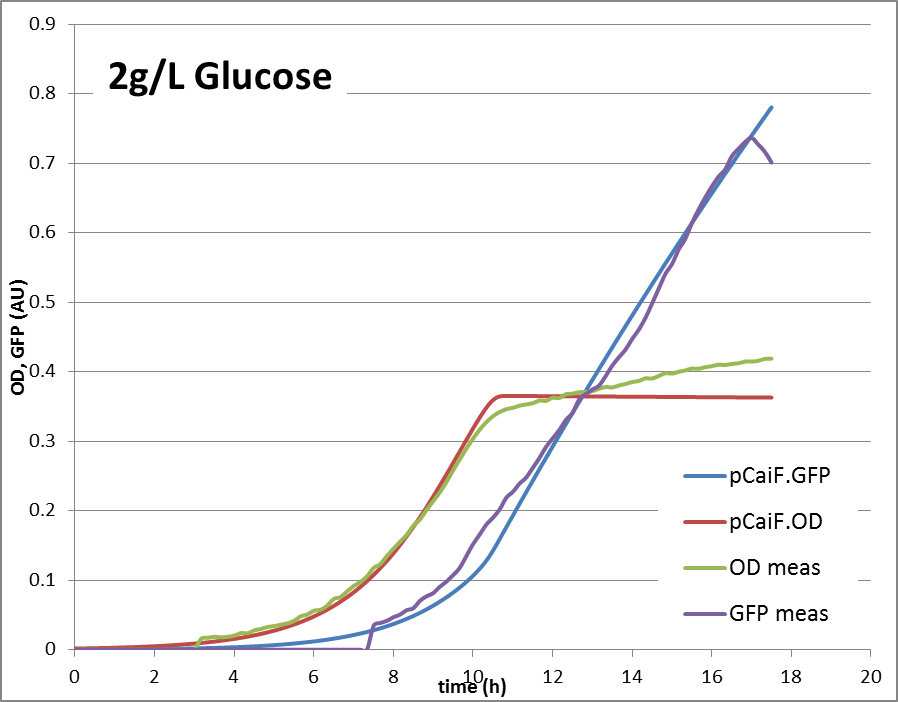 Fig. 2: GFP and OD response in 2 g/L glucose minimal medium: Predicted vs. modeling results.