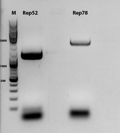 Freiburg10 Rep78&Rep52 PCR.jpg