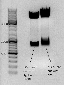 test digestion of pCerulean