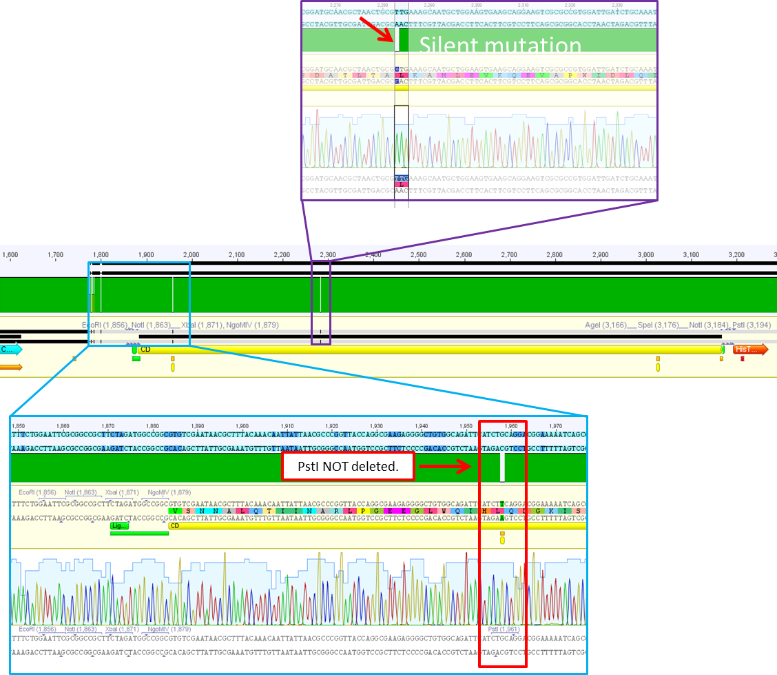 Freiburg10 P690 CD sequence analysis.png