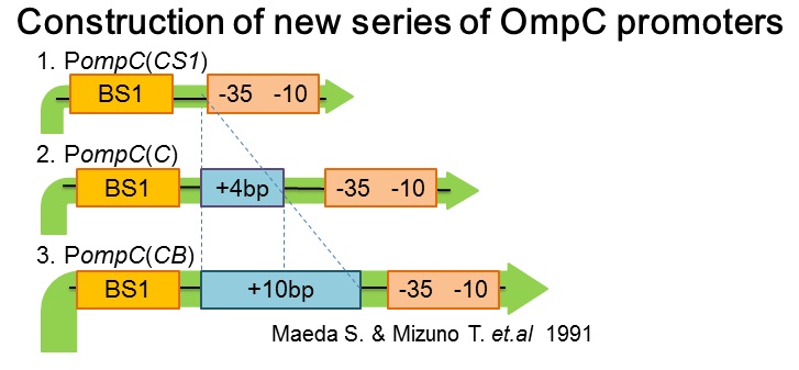 PompC(WT) and the two-component system