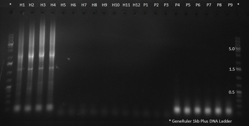 102310 Selected Supern PCR.jpg