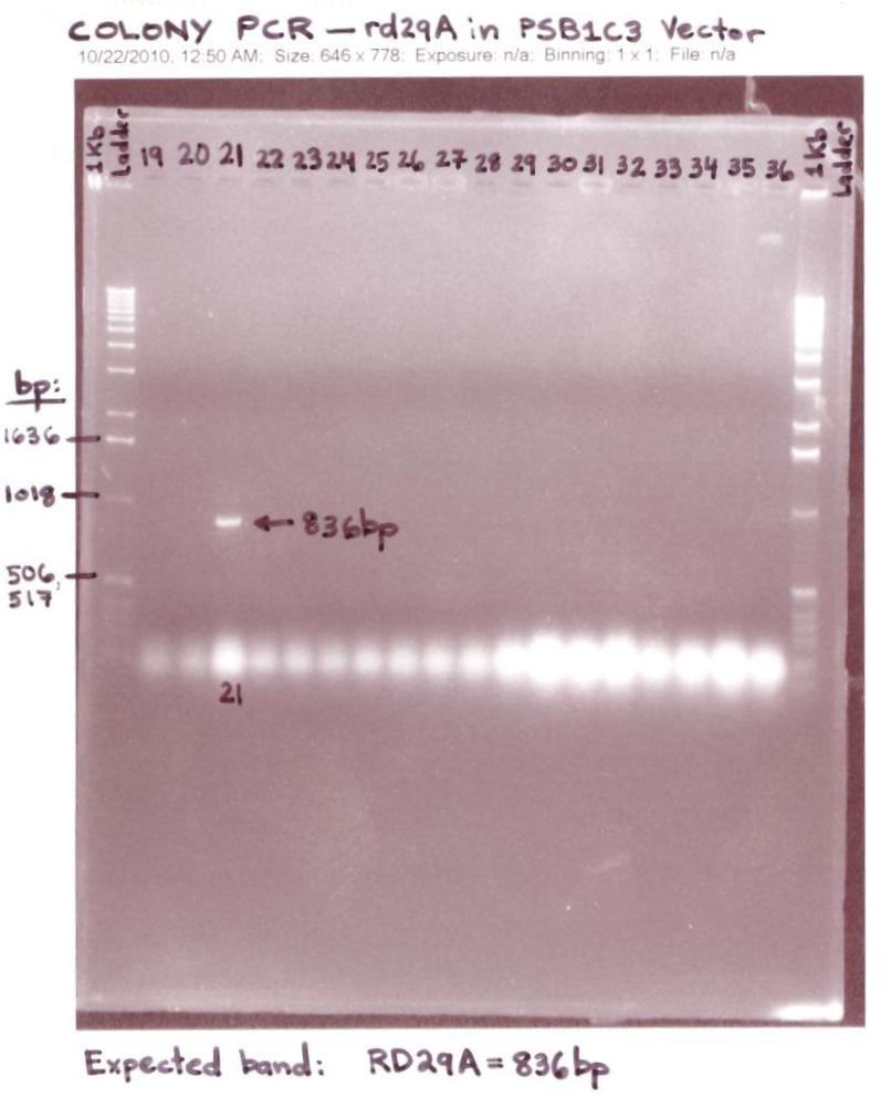 Colony PCR -21 - rd29A in pSB1C3 Vector.jpg
