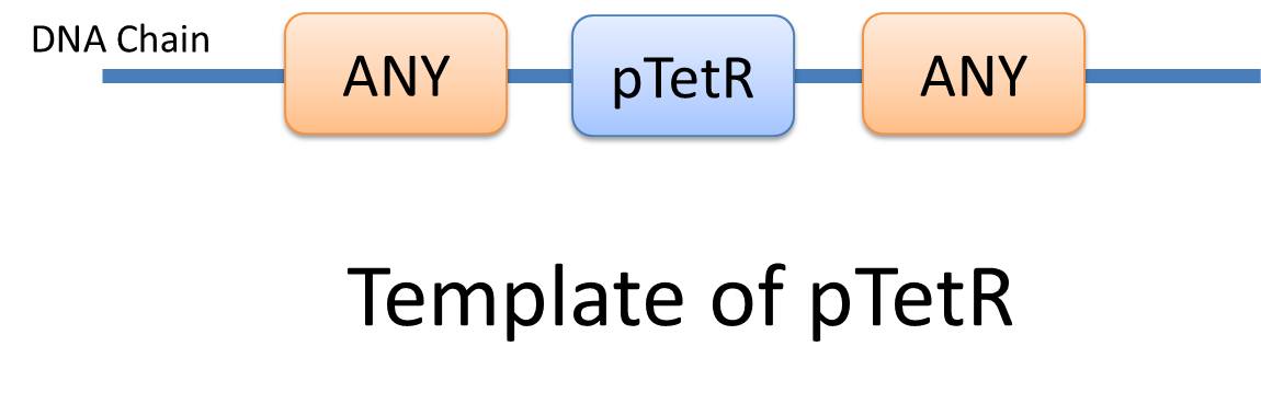 Figure 2: Template of pTetR DNA
