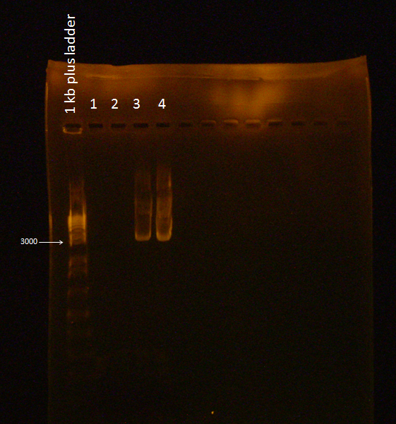 28 Flu PCR Gel.jpg