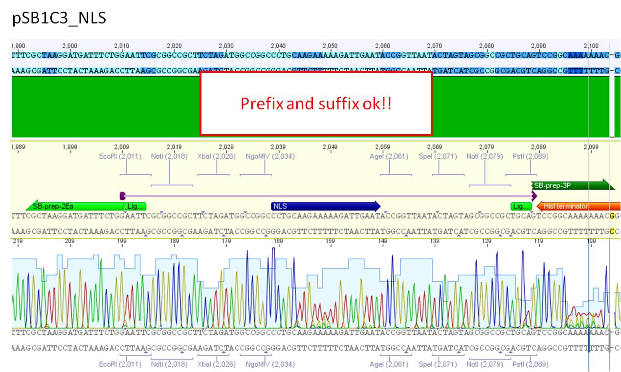 Freiburg10 Sequence analysis pSB1C3 NLS 2010 23 08.jpg
