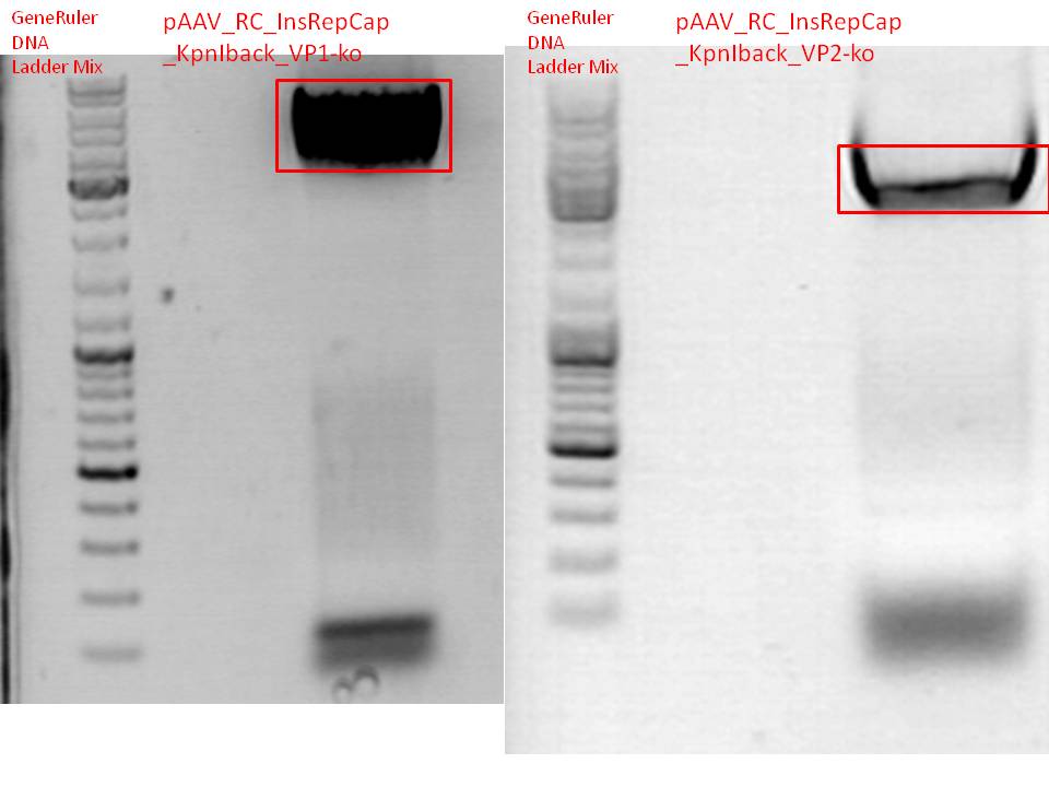 Freiburg10 RepCap VP1 2 ko PCR.jpg