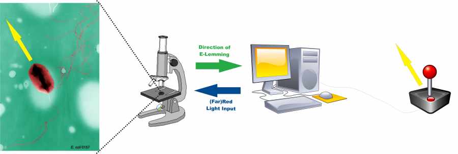 {Figure 1. Setup to control E. Coli movements. An automatized microscope images the E. lemming. A connected computer system detects and tracks the cells. The direction of movement of the E. lemming is compared to the desired direction defined by the user, e.g. with a joystick. If the direction of movement deviates too much from the desired direction, the digital controller induces tumbling by sending a red light pulse. Otherwise, tumbling is repressed by sending a far-red light pulse.}