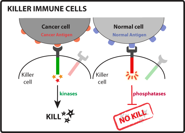 Killer immune cells FIG.png