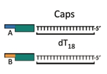 The cap. The poly-T anneals to the poly-A of the anchor component to circularize the complete plasmid.