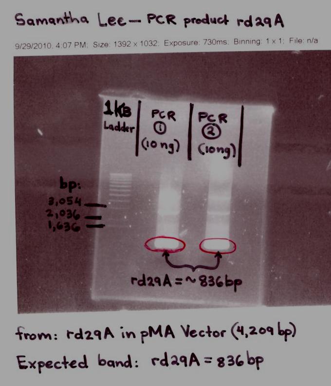 Rd29A PCR product - Samantha Lee.jpg