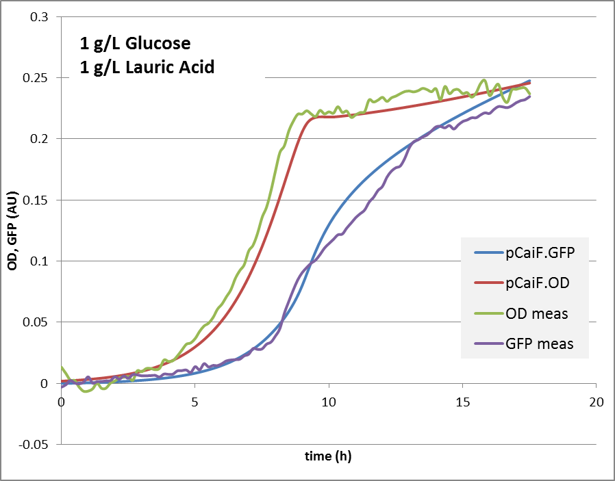 Fig. 3: GFP and OD response in 1 g/L glucose and 5 mM lauric acid minimal medium: Predicted vs. modeling results.