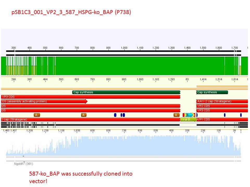 Freiburg10 sequencing pSB1C3 001 VP2 3 587 HSPG-ko BAP (P738).JPG