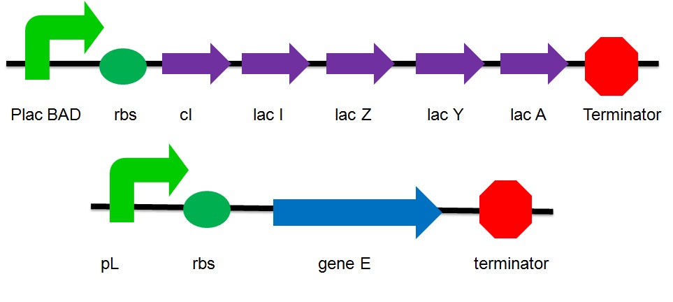 Gene E and lac operon.JPG