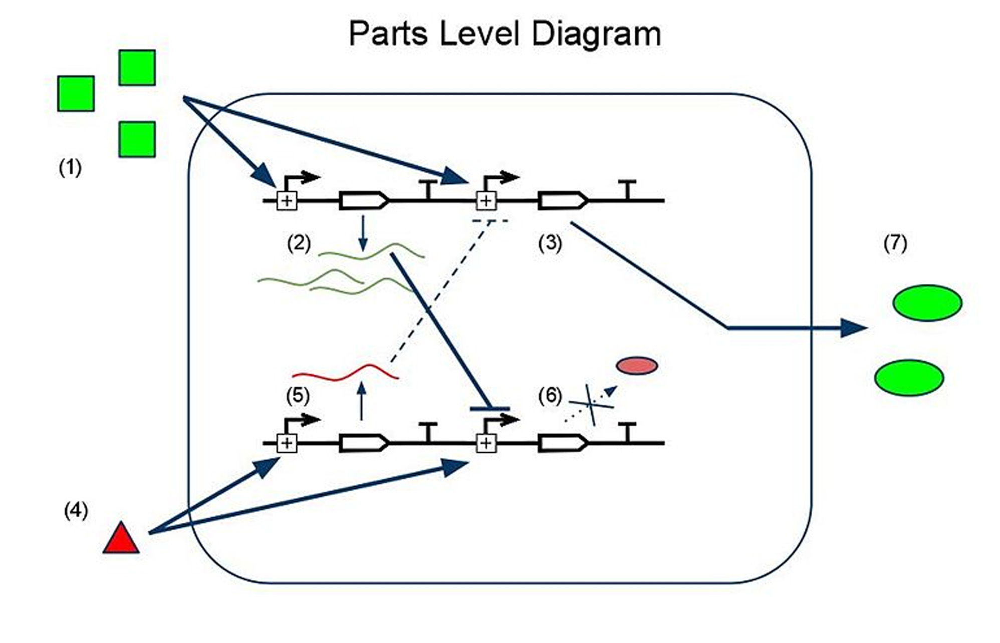 A parts-level diagram of our sRNA-based sensor