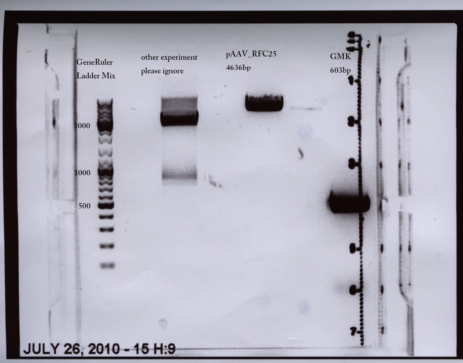 Freiburg10 pAAV RFC25 digestion and PCR of gmk.jpg