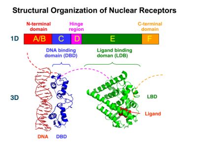 Nuclear Receptor Structure resized.jpg