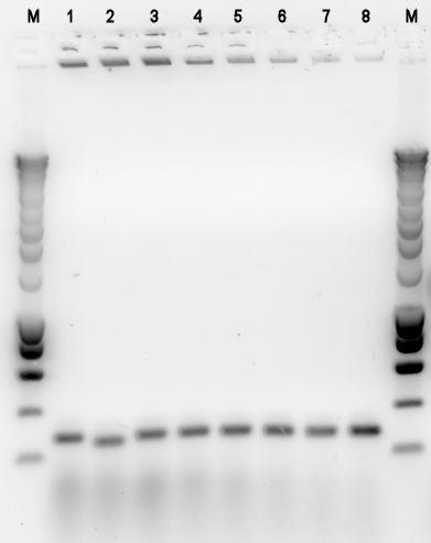 TU Delft Pi2 Colony PCR retry part 2.png