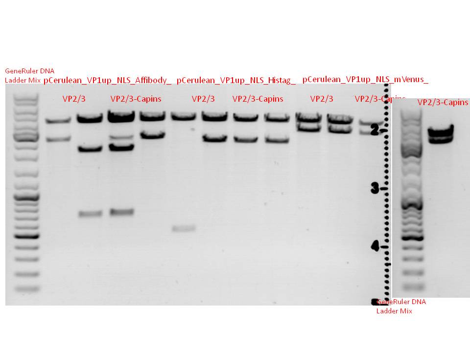 Freiburg10 test digestion pCerulean VP1up NLS targeting VP2 3.jpg