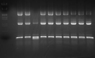 HokkaidoU Pictures Colony PCR of 2010 09 15.png