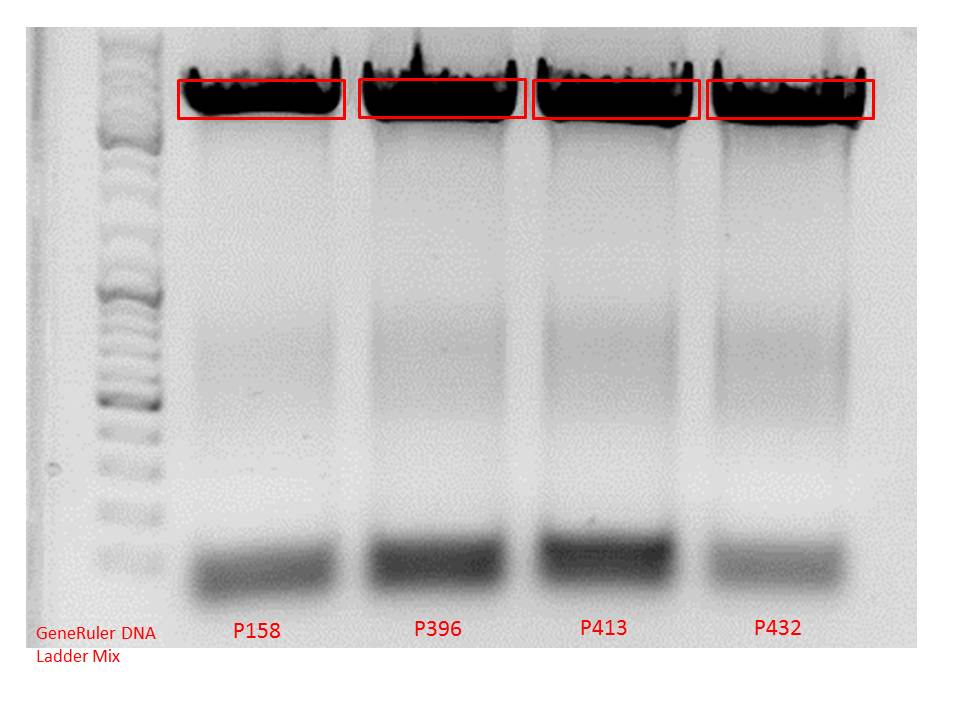 Freiburg10 Biobrick PCR of RepCap.jpg