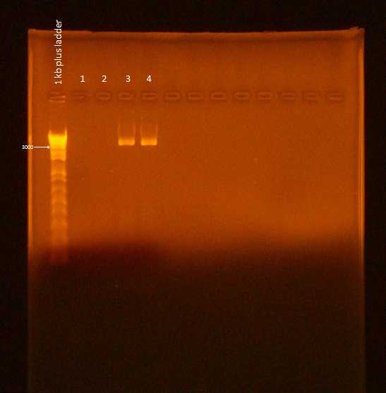 29 Flu PCR Gel.jpg